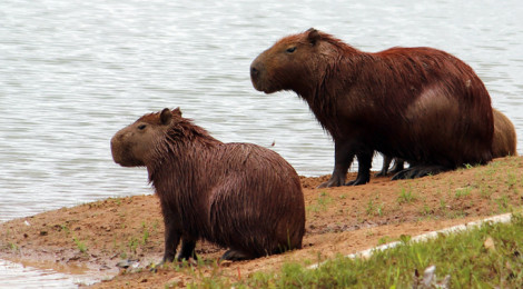 capivara
