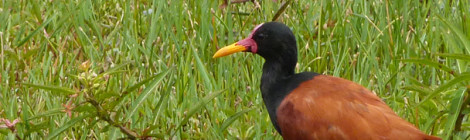 jaçanã