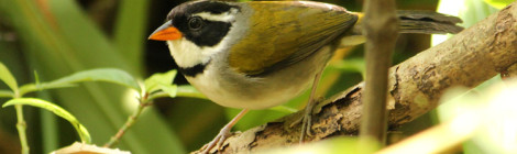 tico-tico-de-bico-amarelo