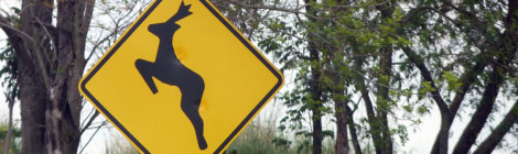morte de animais silvestres nas estradas