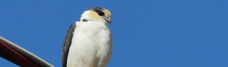 gaviaozinho