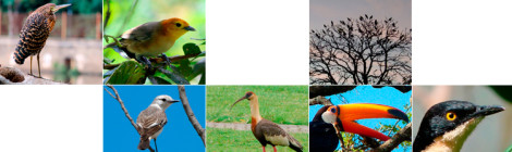 avifauna são carlos