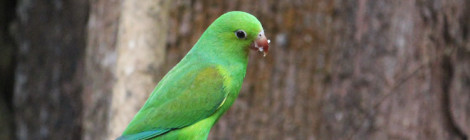 periquito-rico ou periquito-verde