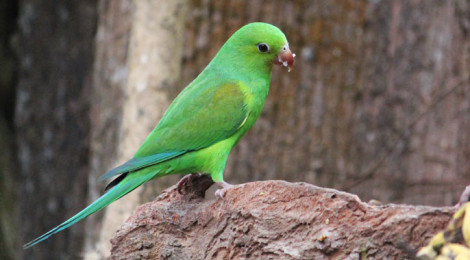 periquito-rico ou periquito-verde