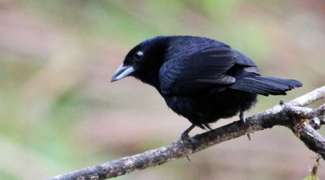 tiê-preto macho