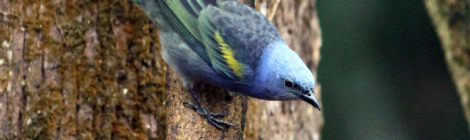 Sanhaço-de-encontro-amarelo (Tangara ornata)