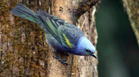Sanhaço-de-encontro-amarelo (Tangara ornata)