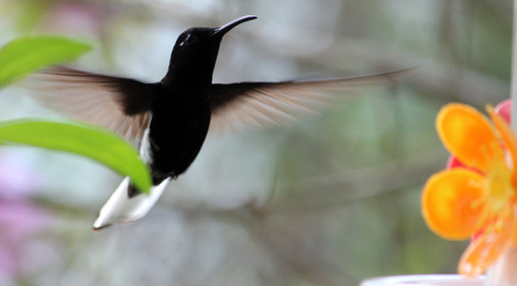 beija-flor-preto