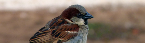 pardal macho
