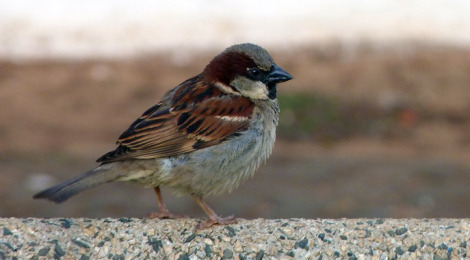 pardal macho