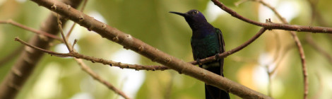 beija-flor-tesoura
