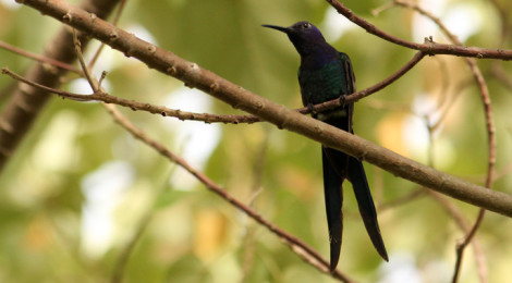 beija-flor-tesoura