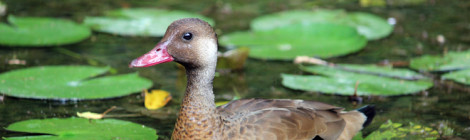Amazonetta brasiliensis