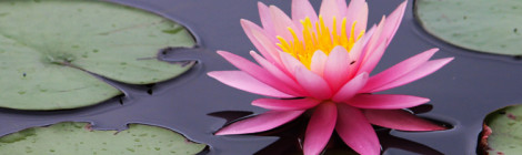 Ninfeia (Nymphaea)