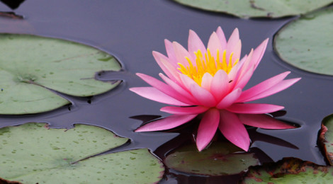 Ninfeia (Nymphaea)