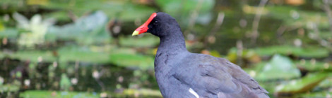 frango d'água comum