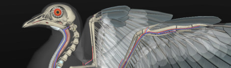 anatomia das aves