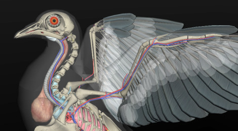 anatomia das aves