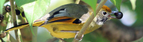 Bar-throated Minla Doi Inthanon