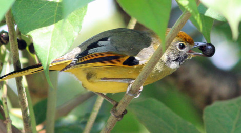 Bar-throated Minla Doi Inthanon