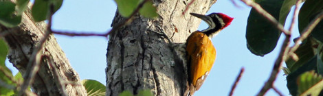 Greater Flameback