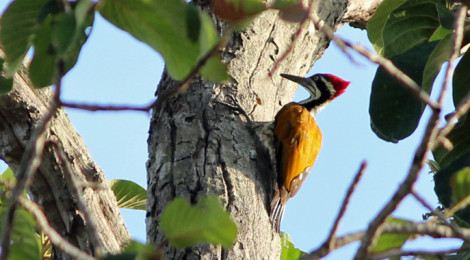 Greater Flameback