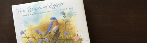 the blue bird effect - Julie Zickefoose