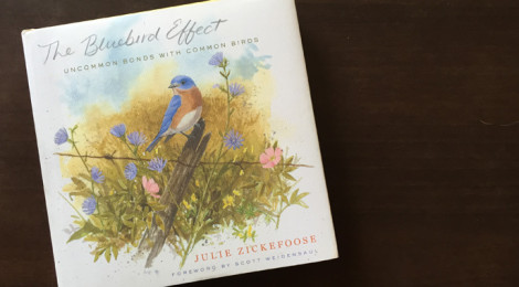 the blue bird effect - Julie Zickefoose