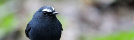 White-browed Shortwing - male
