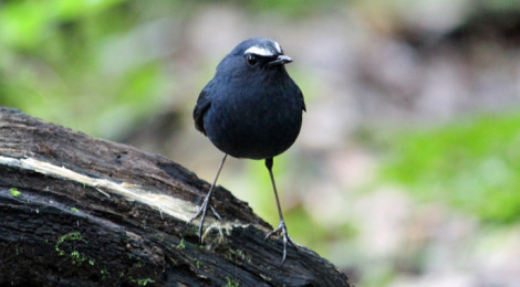 White-browed Shortwing - male