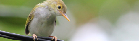 Common Tailorbird