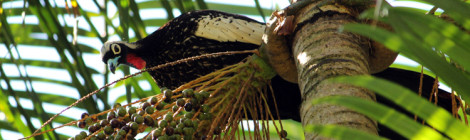 jacutinga