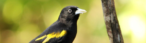tecelão