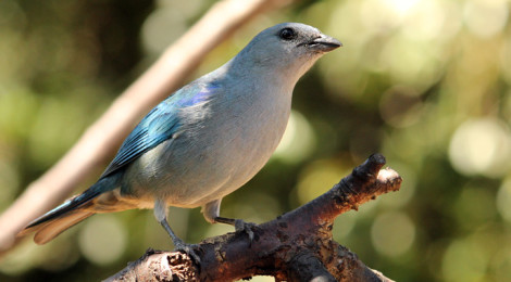 sanhaçu-de-encontro-azul