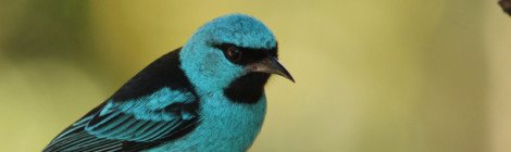 saí-azul macho