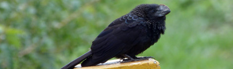 anu-preto