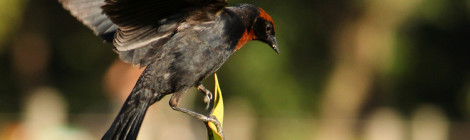 garibaldi macho