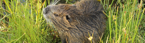 Myocastor coypus