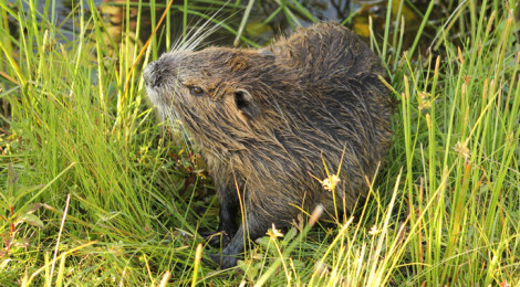 Myocastor coypus