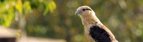 Milvago chimachima