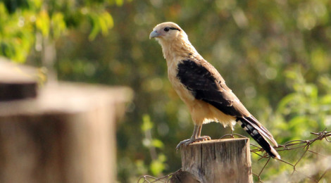 Milvago chimachima