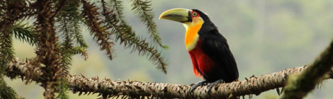Ramphastos dicolorus