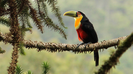 Ramphastos dicolorus