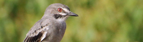 xolmis cinereus