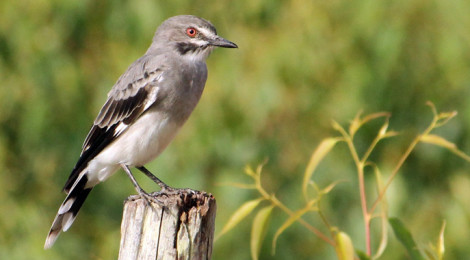 xolmis cinereus
