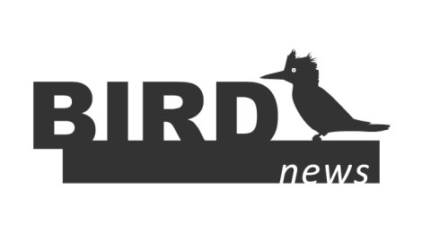 birdnews