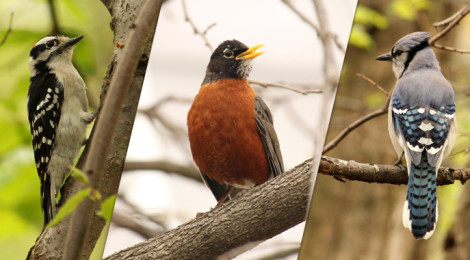 birdwatching central park