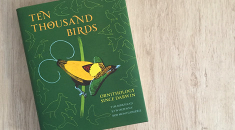 ten thousand birds book