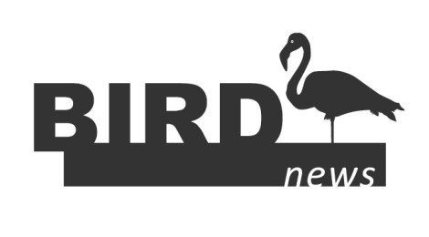 BirdNews | Junho 2018