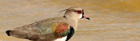 Quero-quero (Vanellus chilensis)